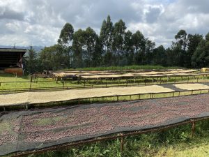 مزرعه کامونیاکا