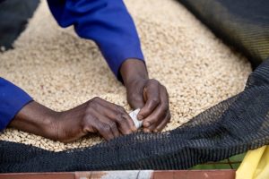 مزرعه کامونیاکا